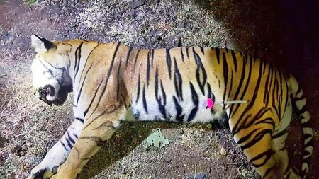 Forest department says priority now is to locate Avni's two cubs