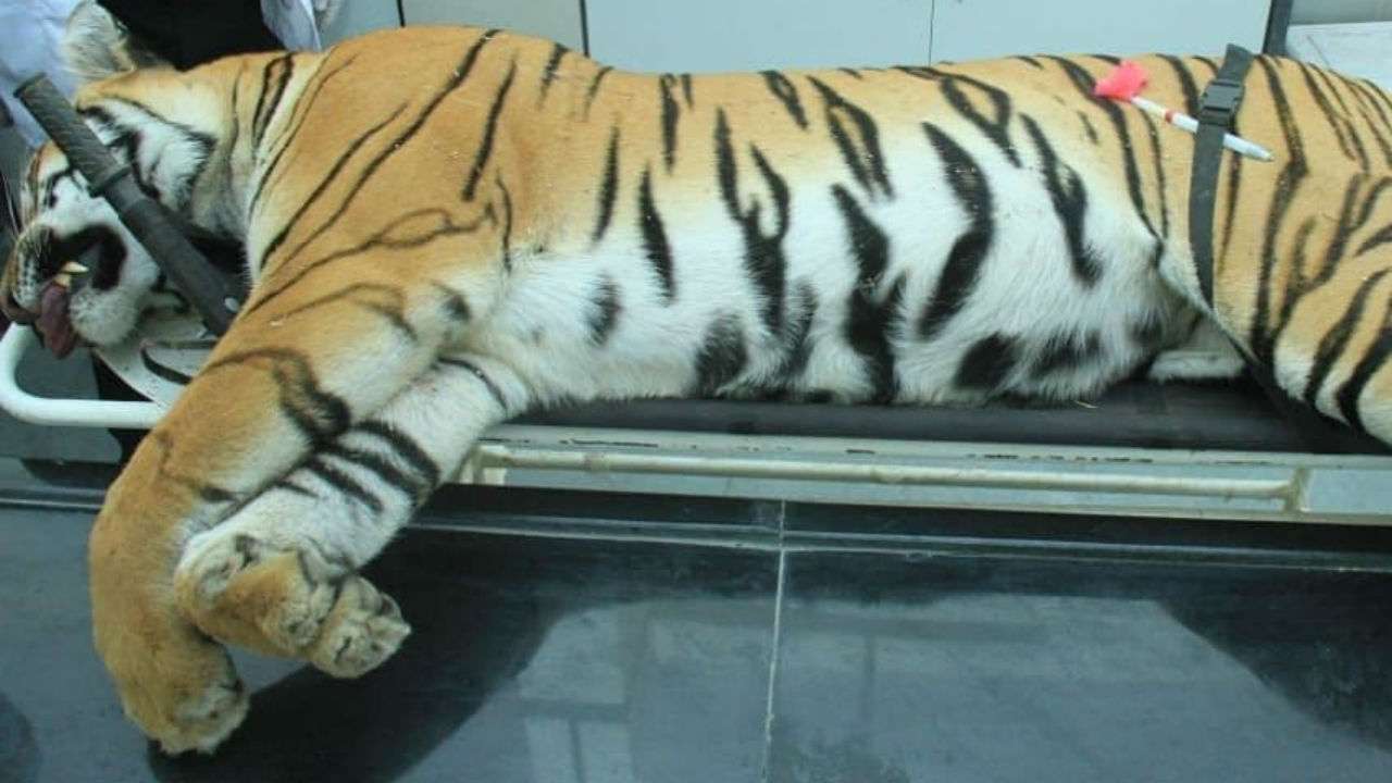 PETA India says Avni was killed 'illegally to satisfy a hunter's lust for blood'