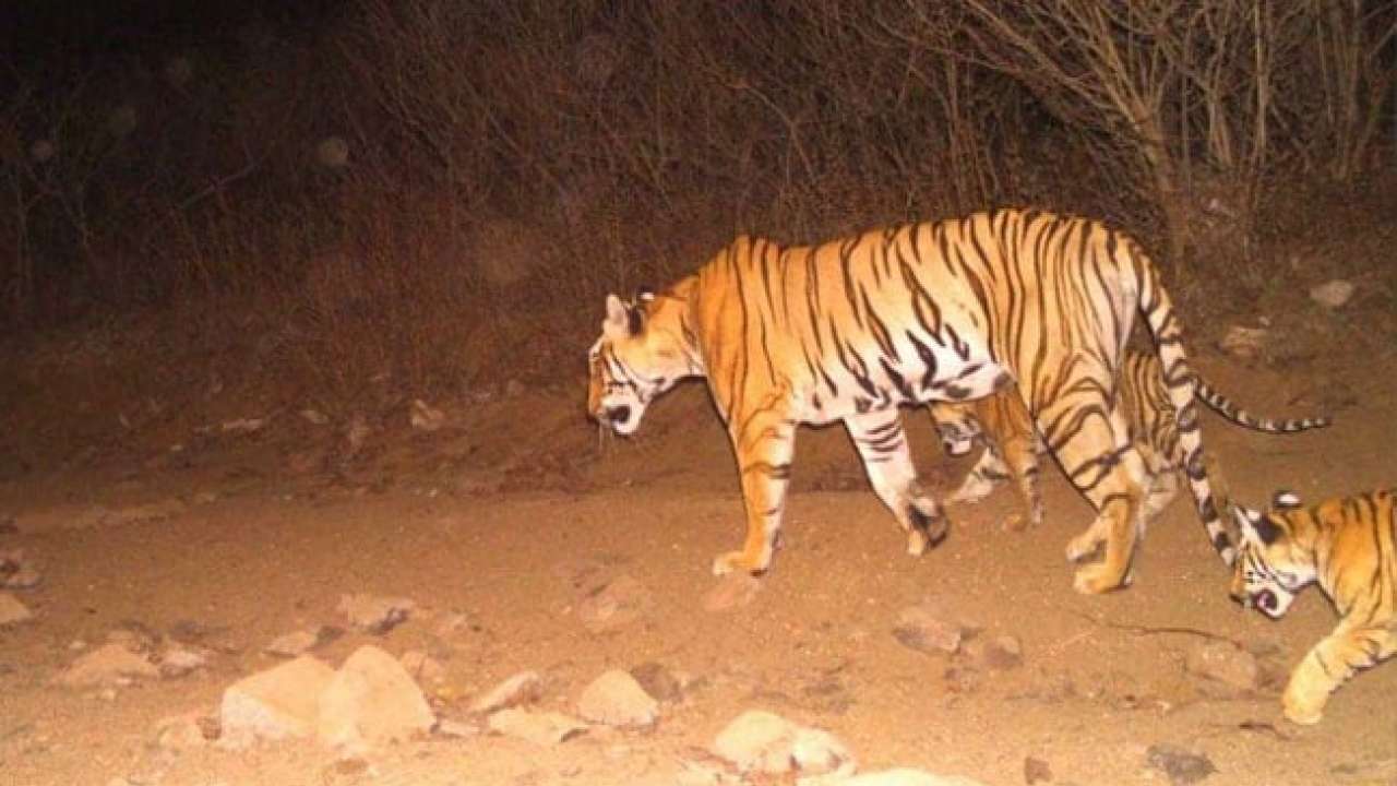 Avni the tigress