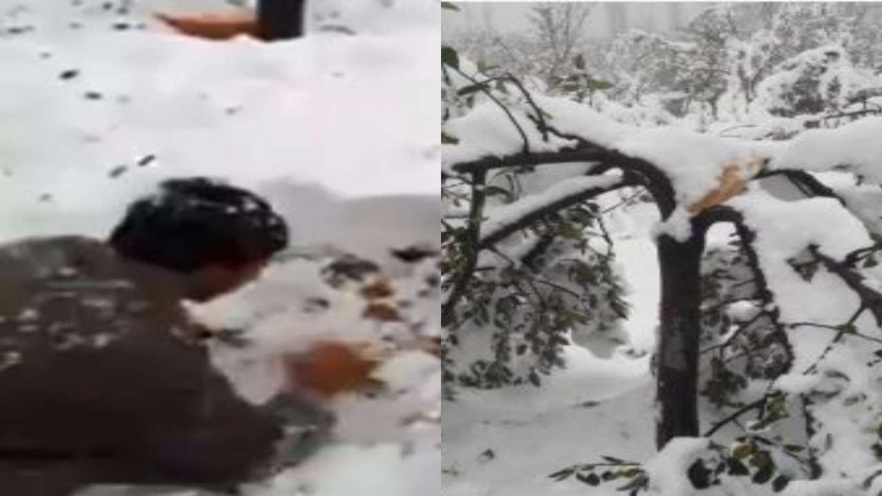 Fruit Grower Cries After Snowfall Damage Crops, Screenshot