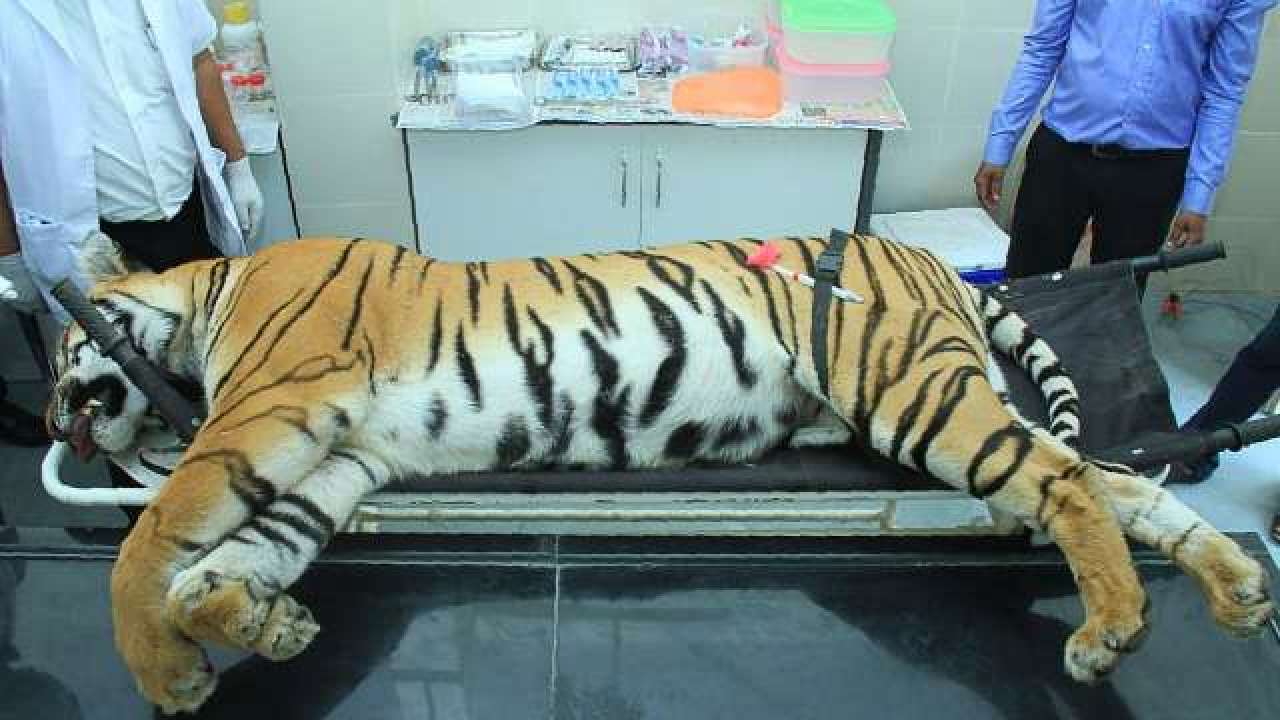 Avni the tigress