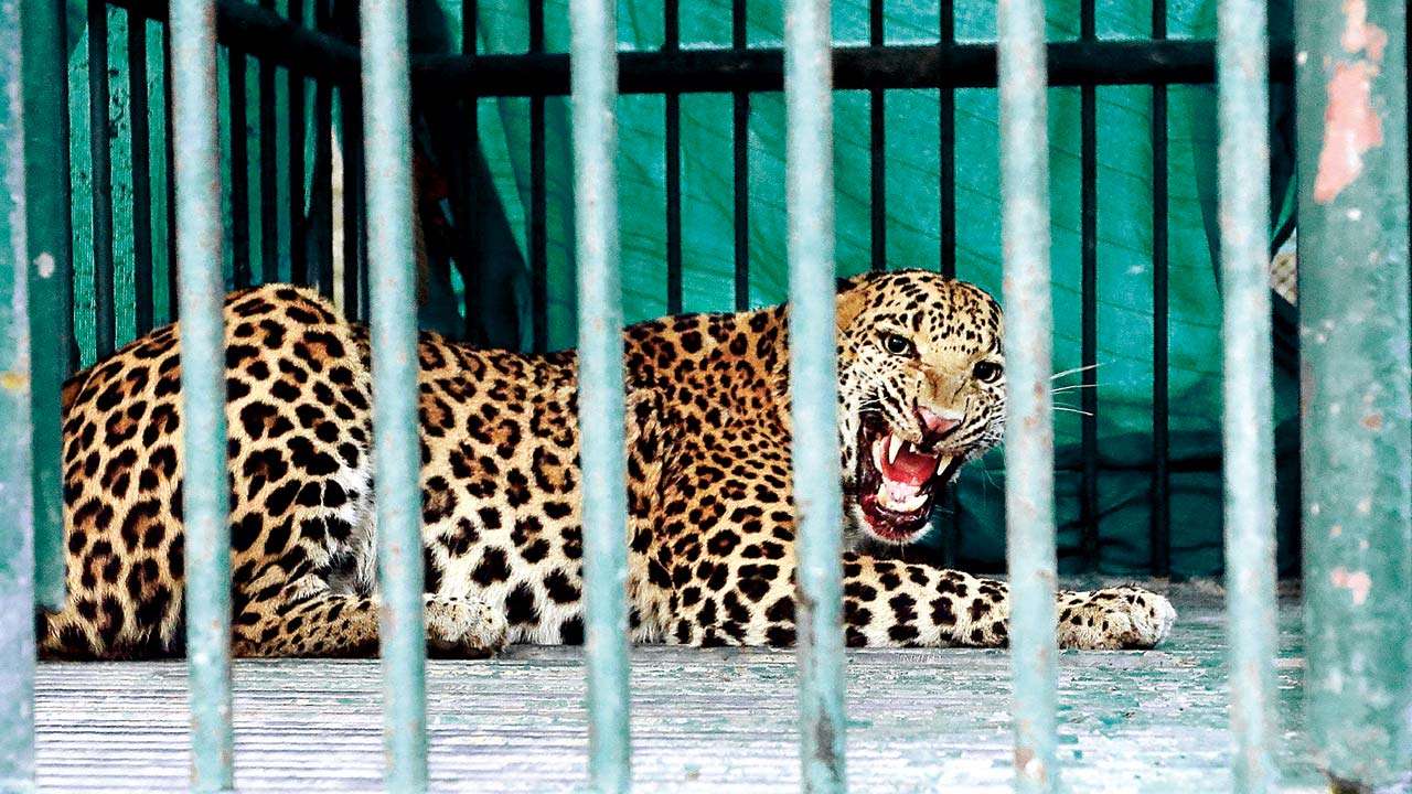 Leopard