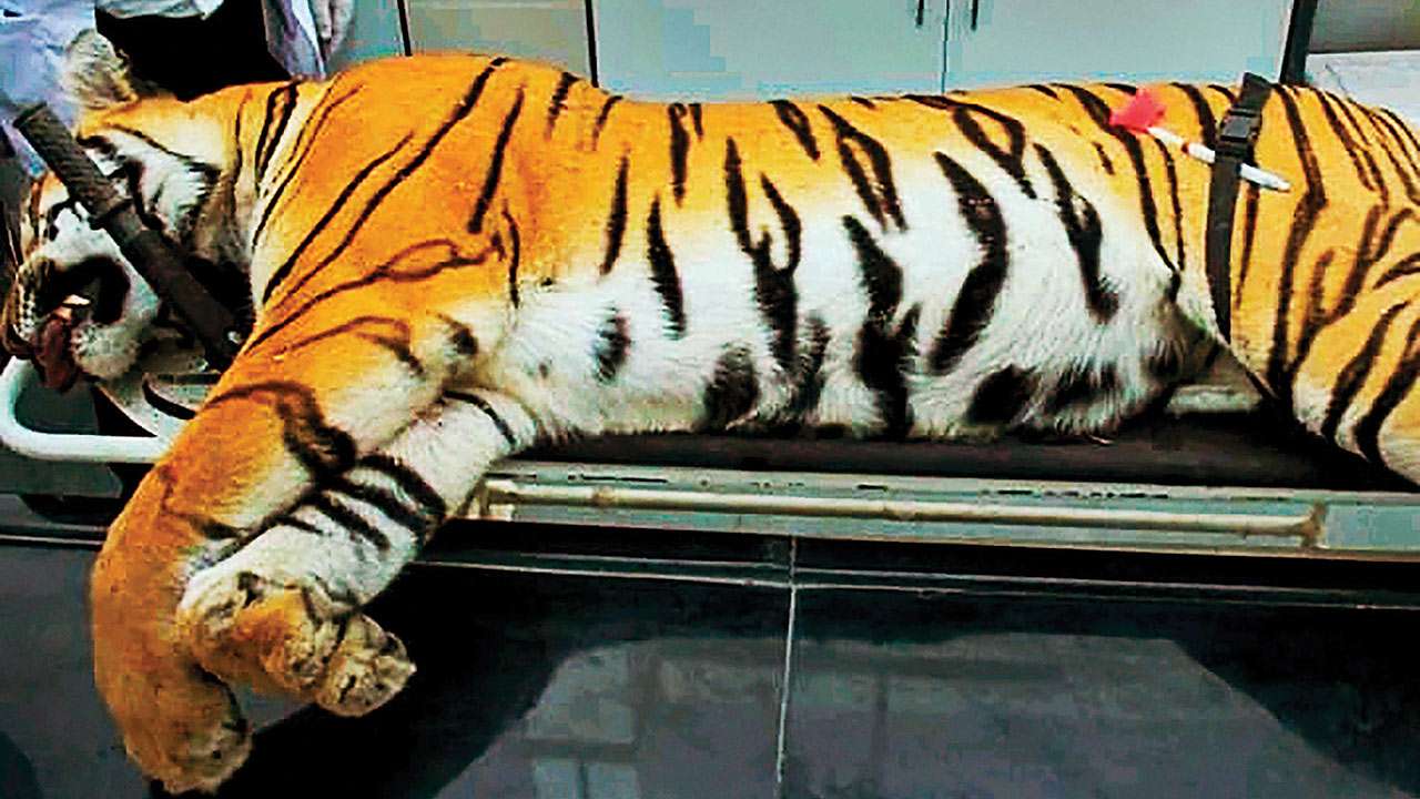 Tigress Avni