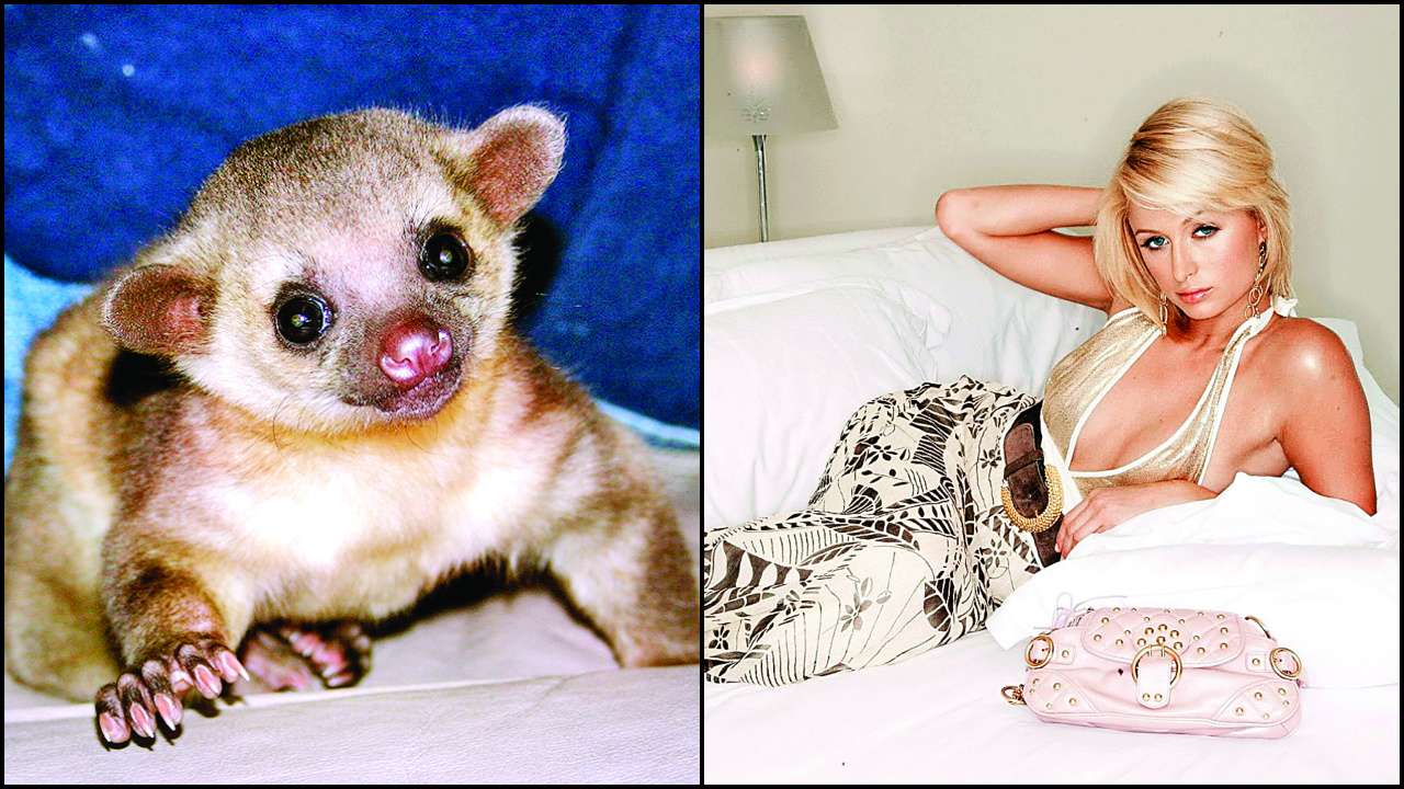 Paris Hilton