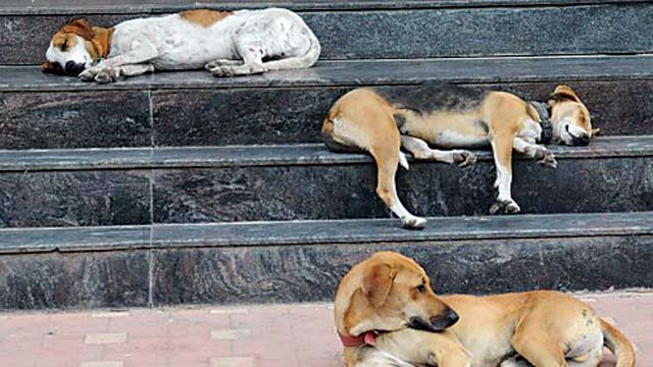  strays