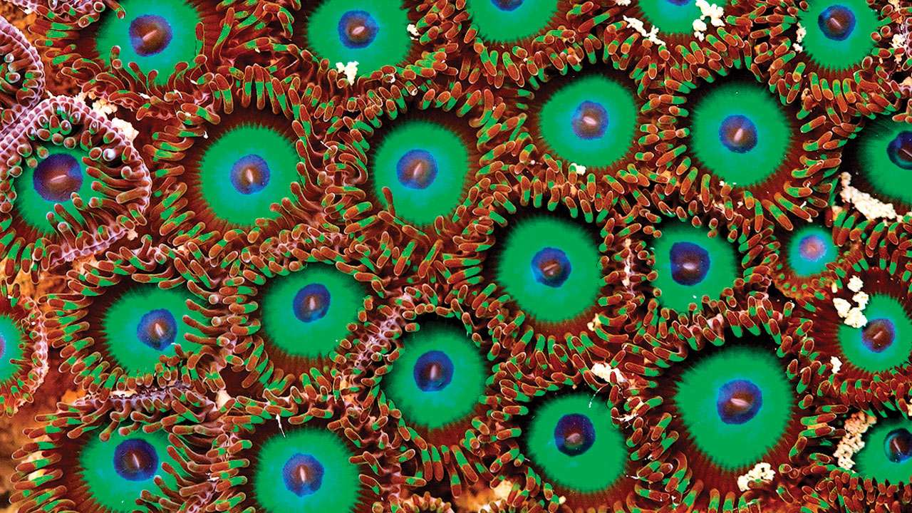 Zoanthids