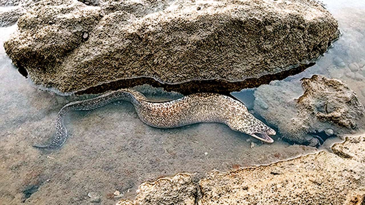 Moray Eel