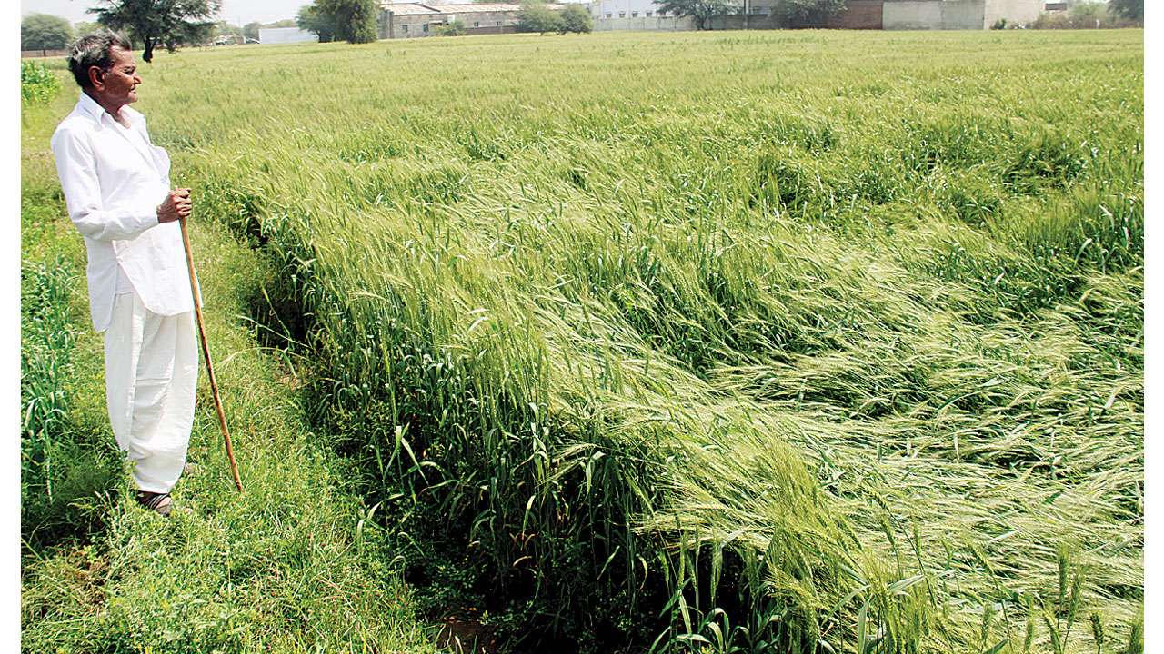 Gujarat Rabi Sowing Declines For 17 Out Of 20 Crops