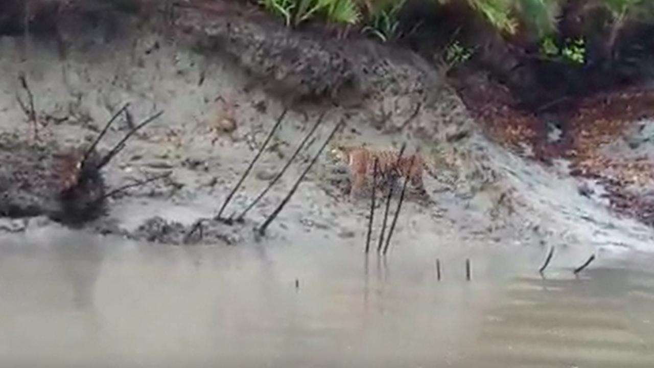 Royal Bengal Tiger