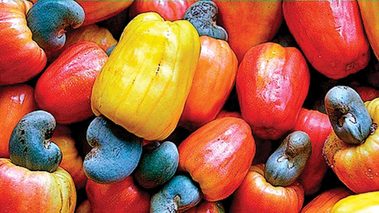 Maharashtra Government To Produce Ethanol CNG From Cashew Apple