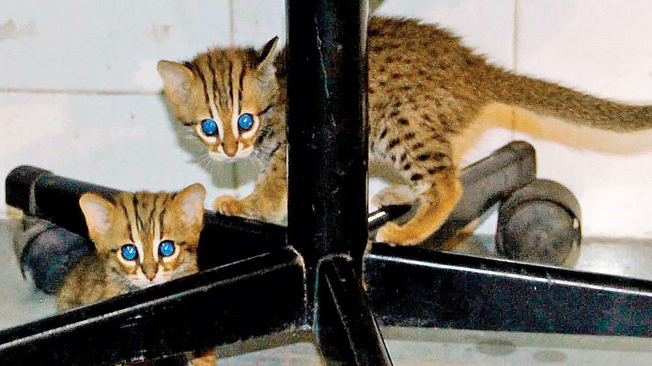 rusty spotted cat kitten