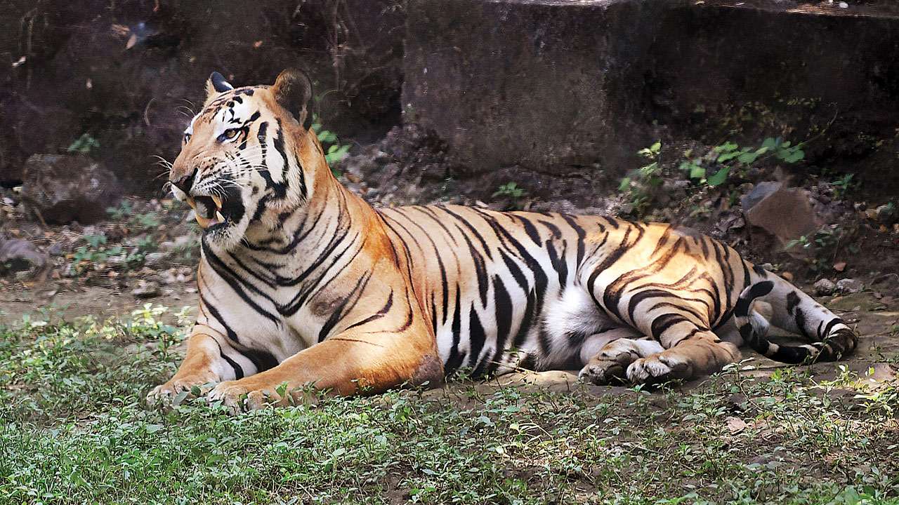 Tiger poaching racket in Melghat may have smuggled other wildlife ...