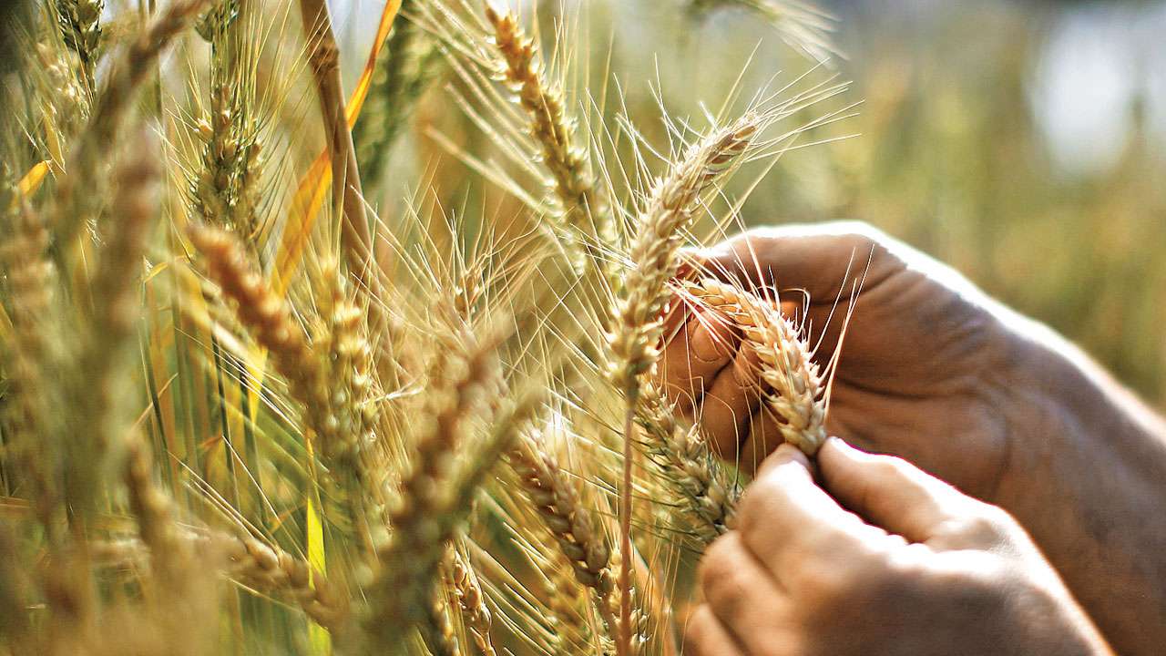 Dearth in rainfall, low reservoirs hurt sowing of rabi crops