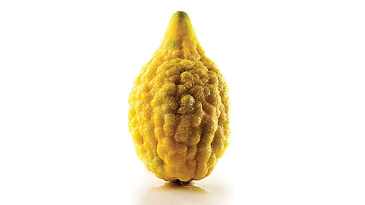 Etrog (Judaism)