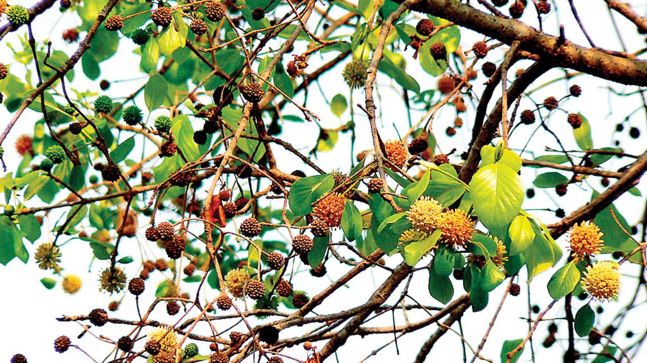 Kadamba Tree (Hinduism)