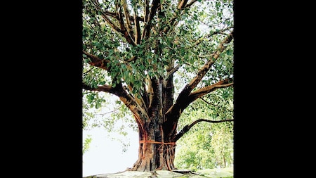 Peepal tree (Buddhism)