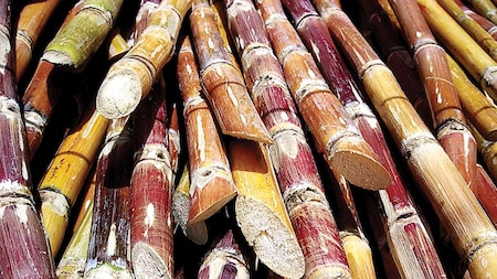 Sugarcane (Hinduism)