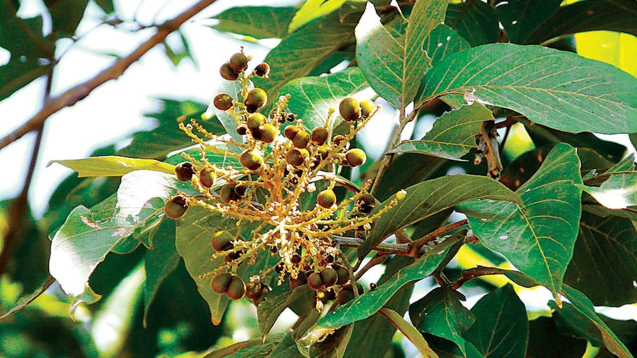 Aura of the flora: Here's why plants have important place in religions