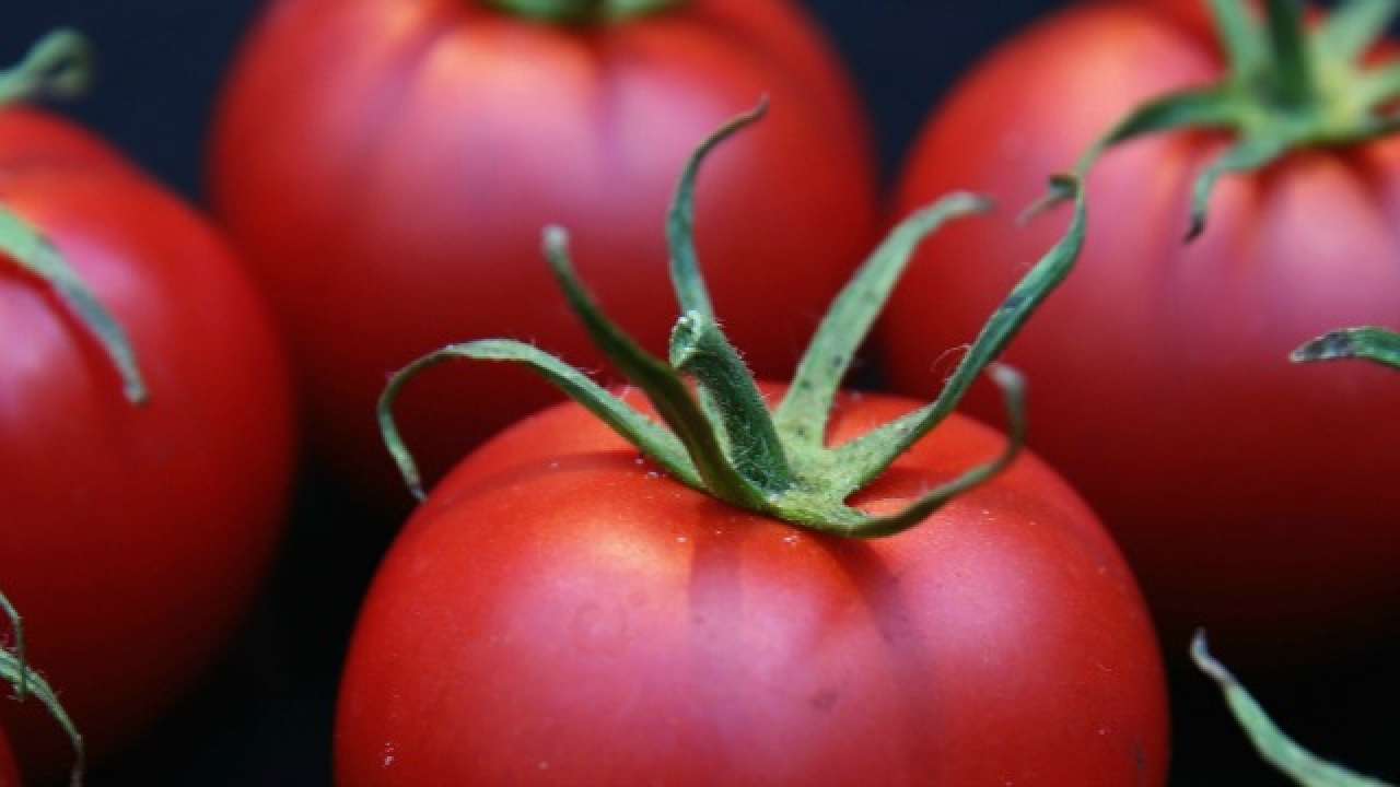 Tomatoes