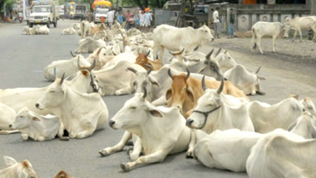  cows-on-the-road