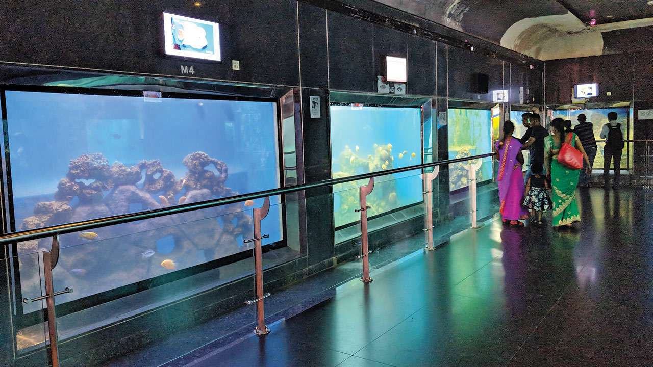 much criticism, Taraporewala Aquarium 
