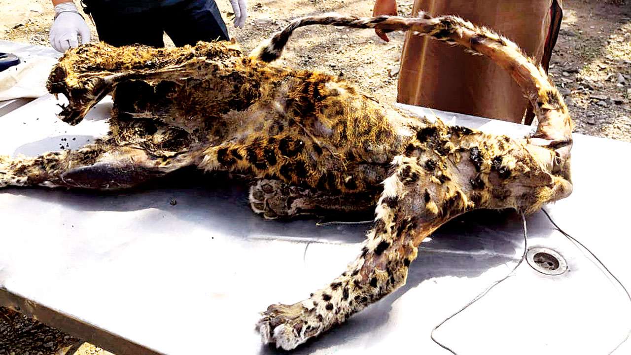 Leopard carcass