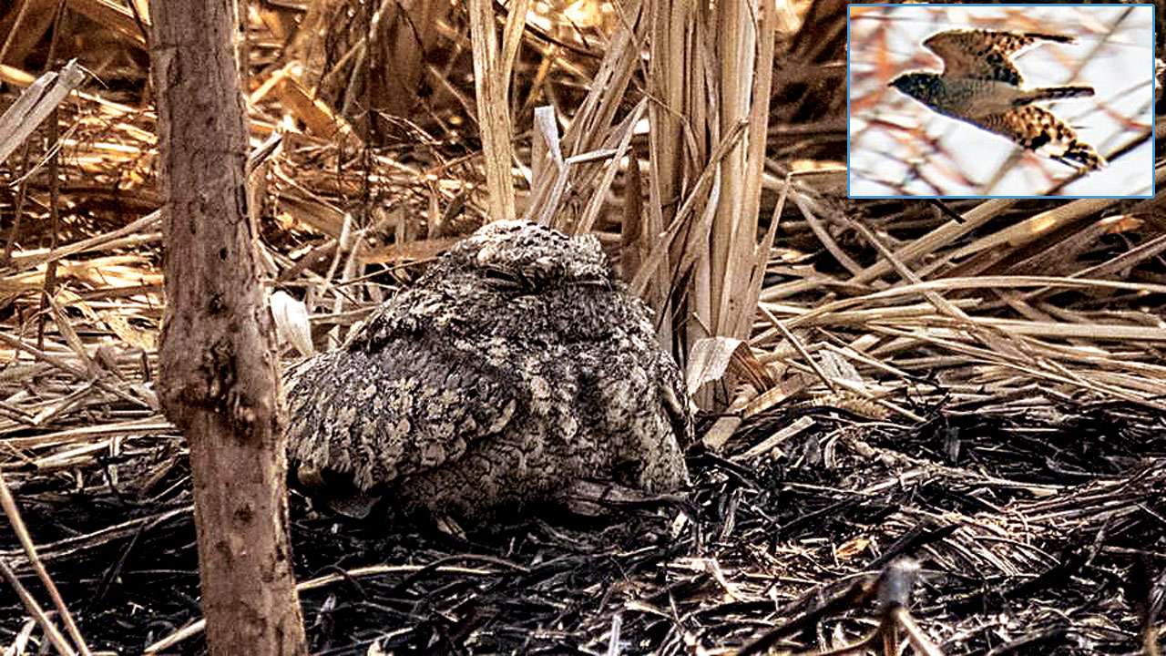 Sykes's nightjar