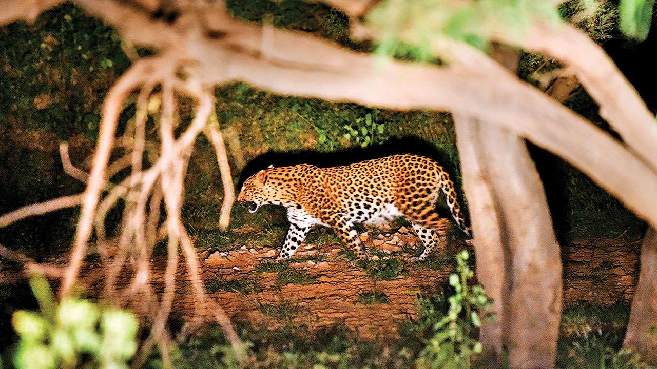 Leopard
