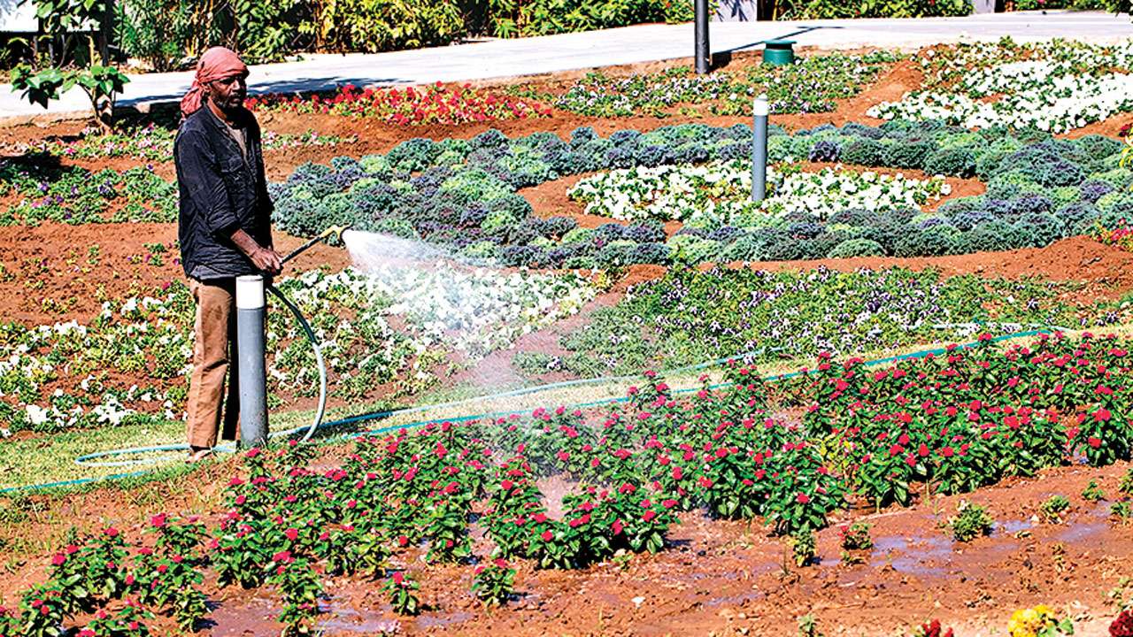 Flower Plants