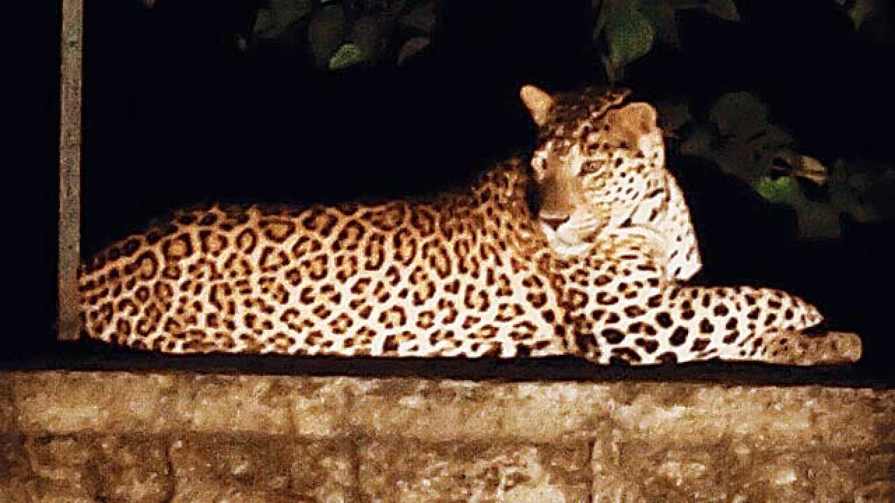 Leopard