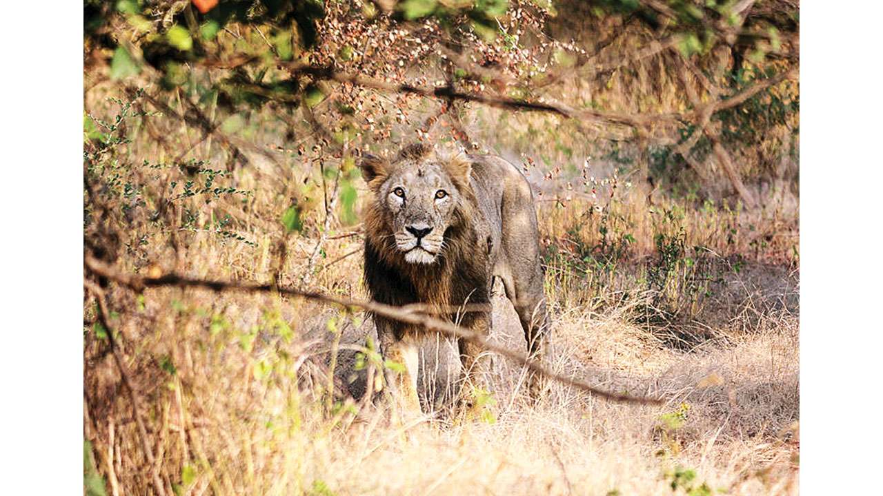 Lion