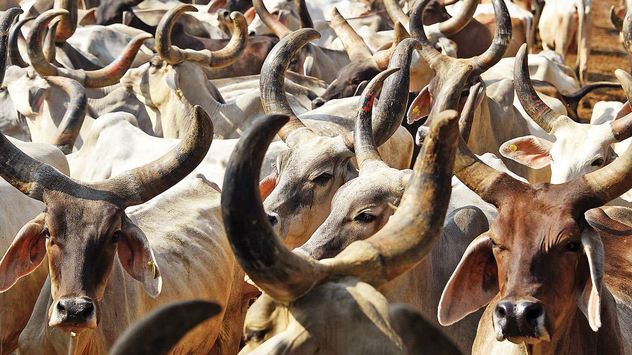 Delhi cows and elderly to moo-ve in together Delhi cows and elderly to moo-ve in together