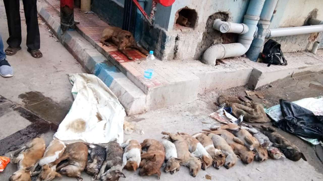 Not poisoned, 16 puppies were hacked to death inside Kolkata hospital