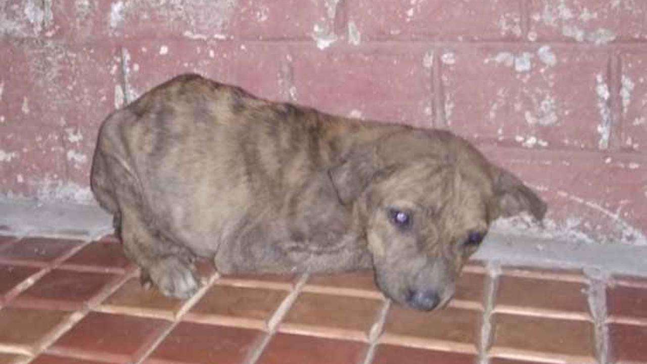 Dog bite hospital in kolkata