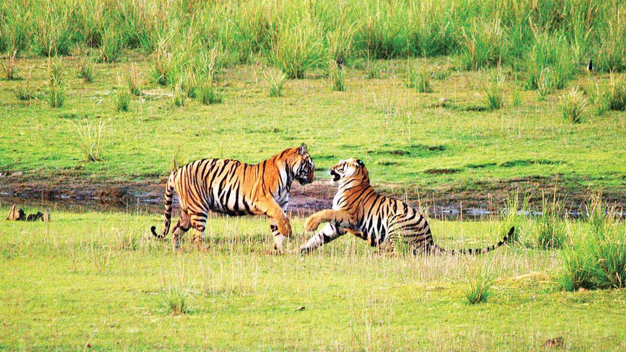 Tigers