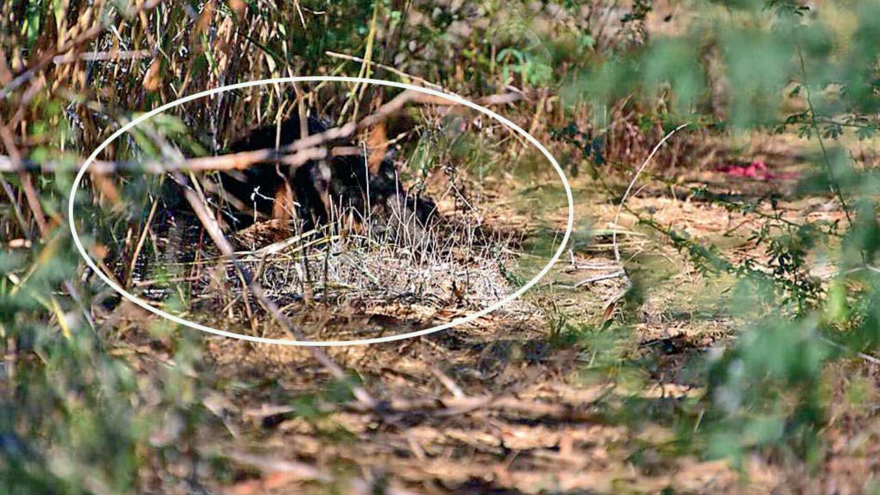 Rajasthan: Sloth or not, this animal is wild for sure! Rajasthan: Sloth or not, this animal is wild for sure!