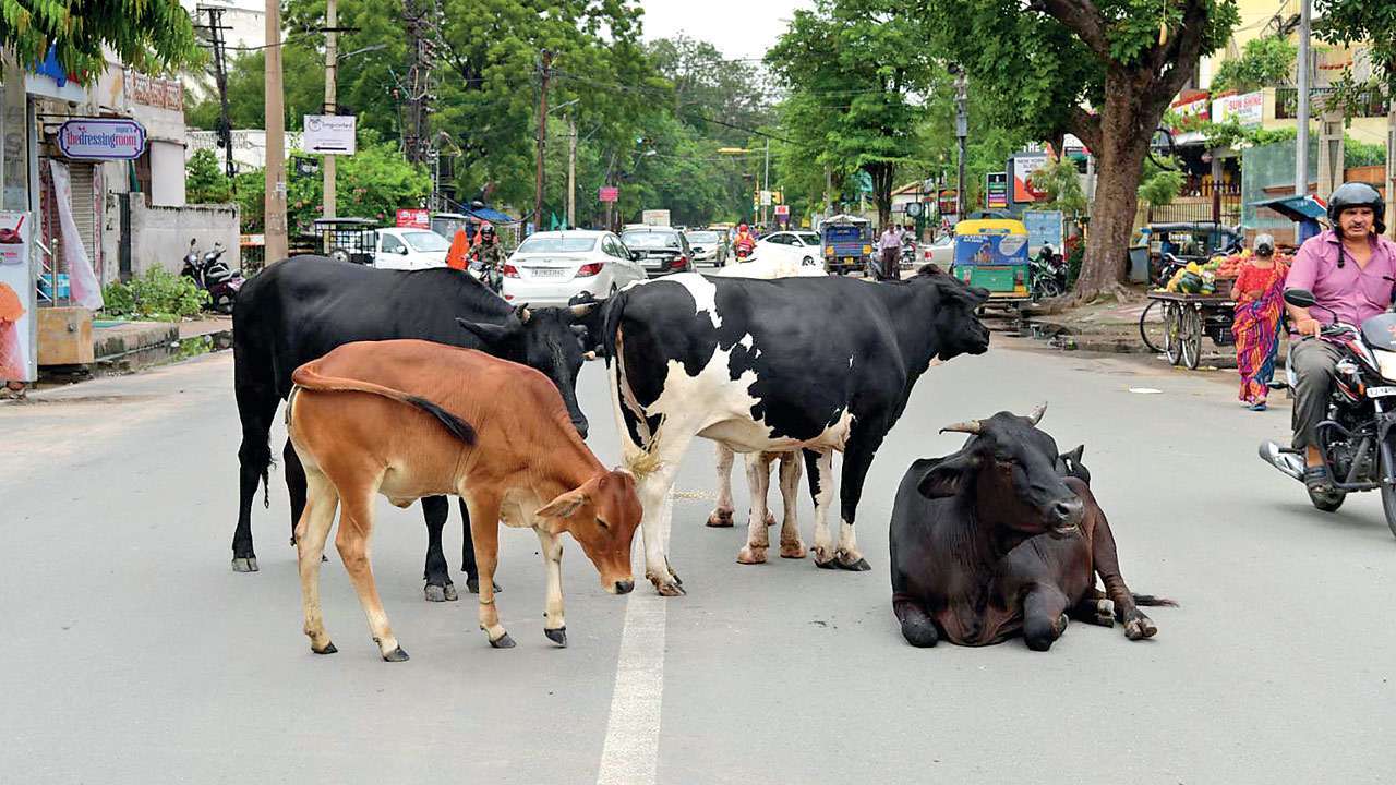 Rajasthan govt to honour caretakers of stray cows on Jan 26, Aug 15