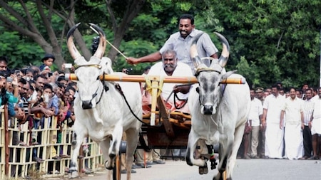 Jallikattu season begins