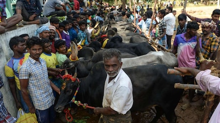 Tamil celebrates Jallikattu with traditional fervour