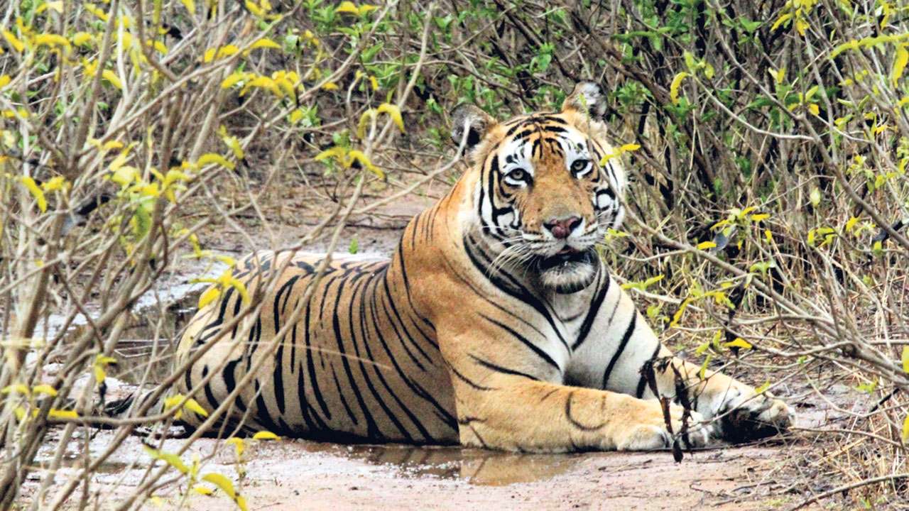 Rajasthan Tiger Reserves Get Watchdogs For Better Management