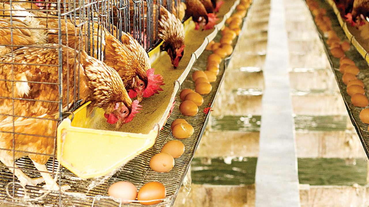 Eggs