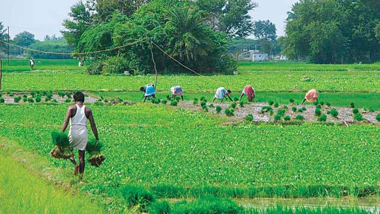 Agriculture