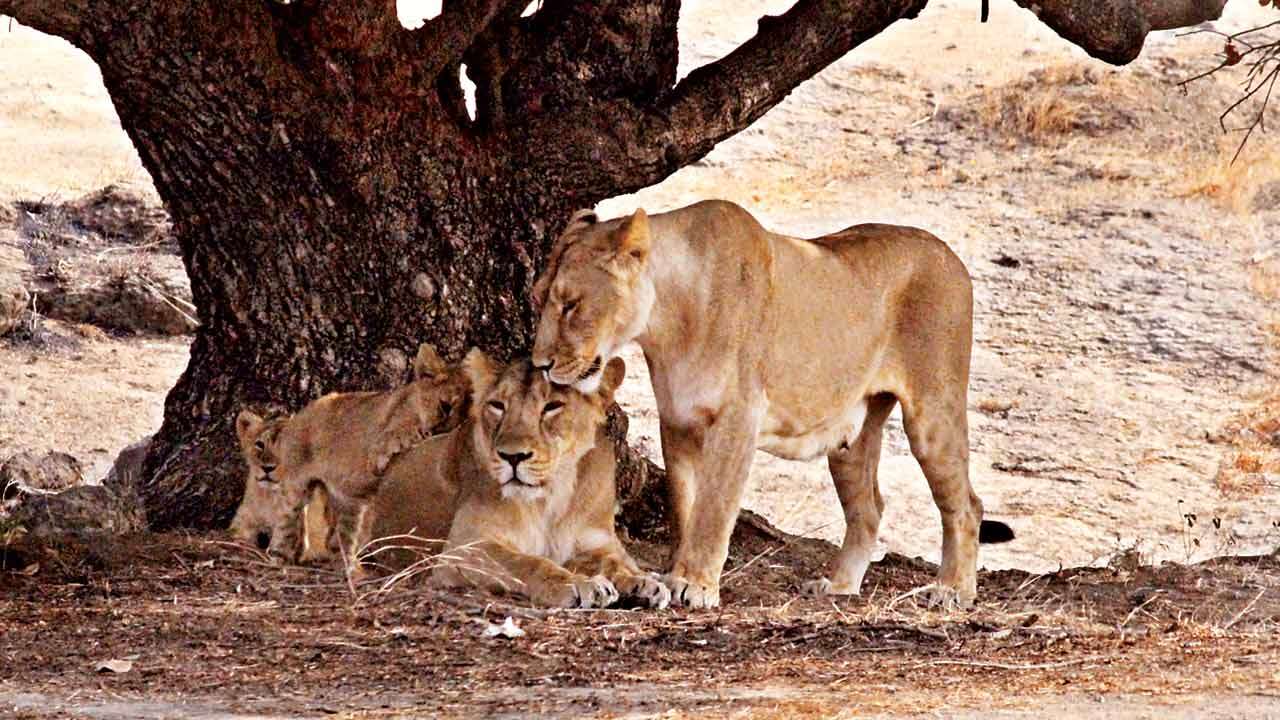 Lions