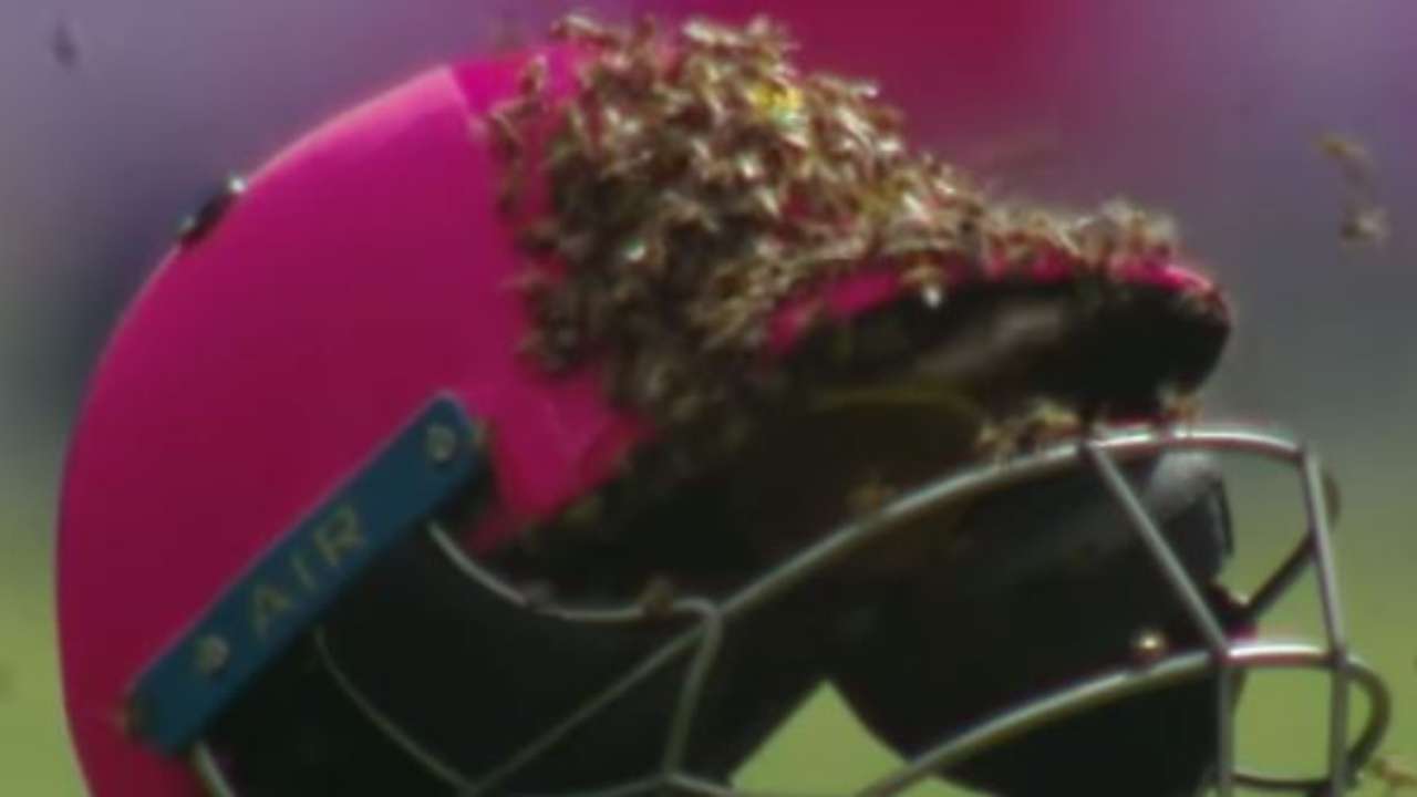 Bee-ware! India A vs England Lions match in Kerala halted after bees ...