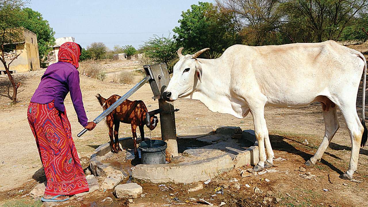 Image result for sadhvi pragya and cow