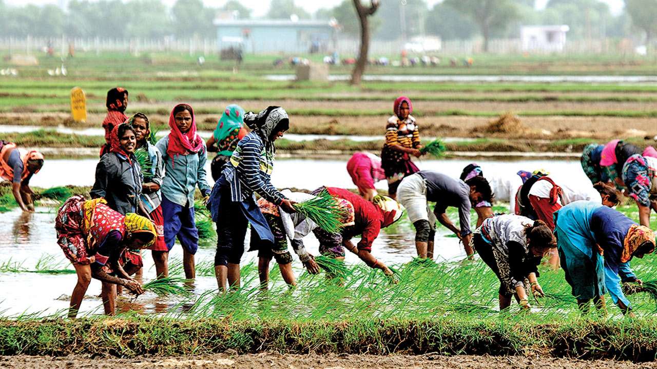 farmers