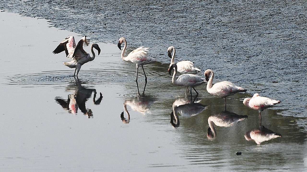 Flamingos