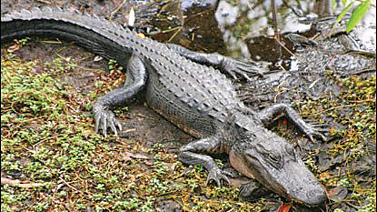 Crocodile