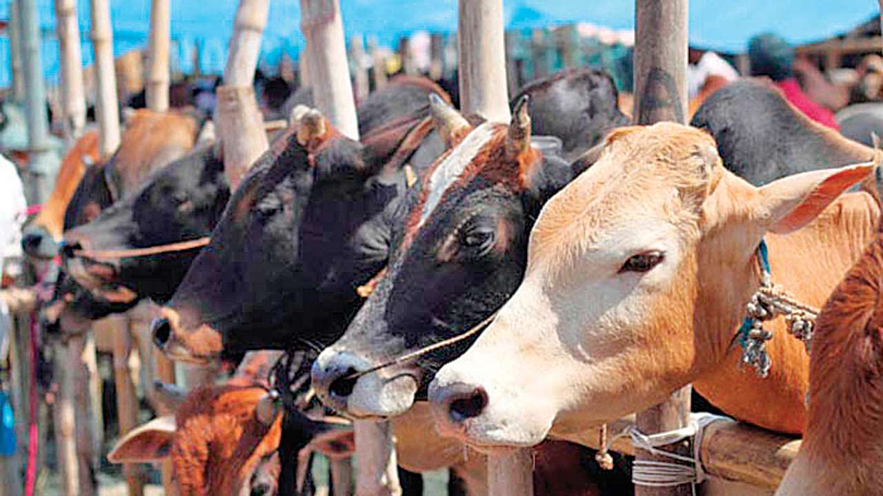 Cow