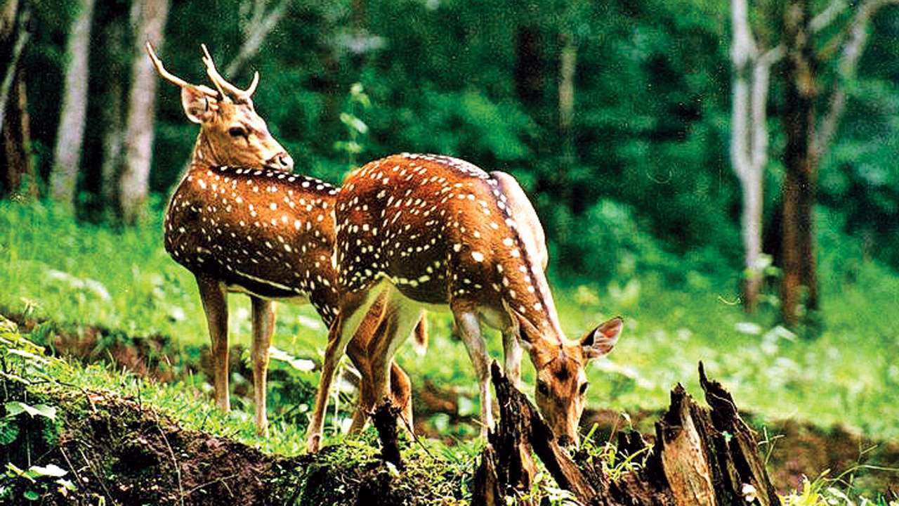 maharashtra-wildlife-forensic-lab-to-come-up-in-nagpur